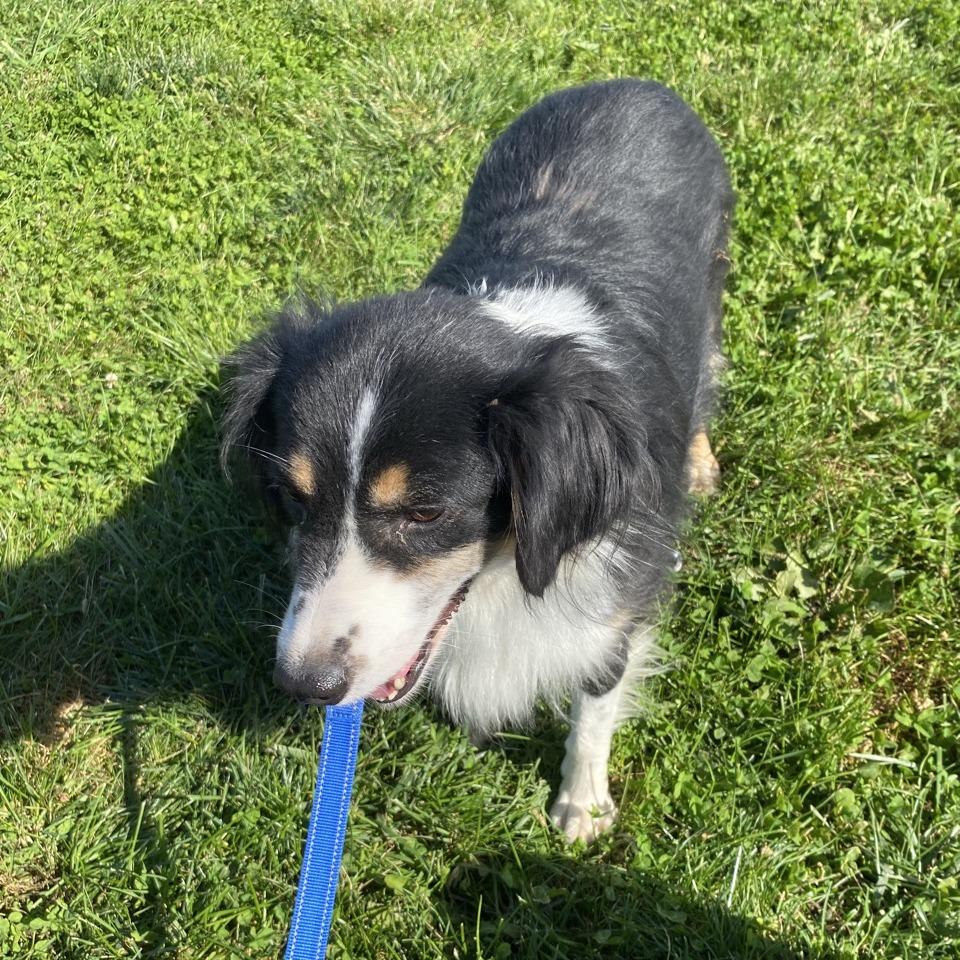 Enlarge Miranda, a Adoptable Australian Shepherd in Norfolk, NE image 3/4