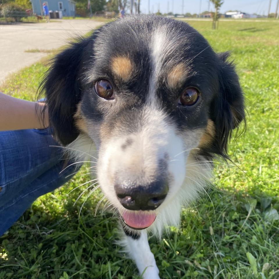 Enlarge Miranda, a Adoptable Australian Shepherd in Norfolk, NE image 4/4