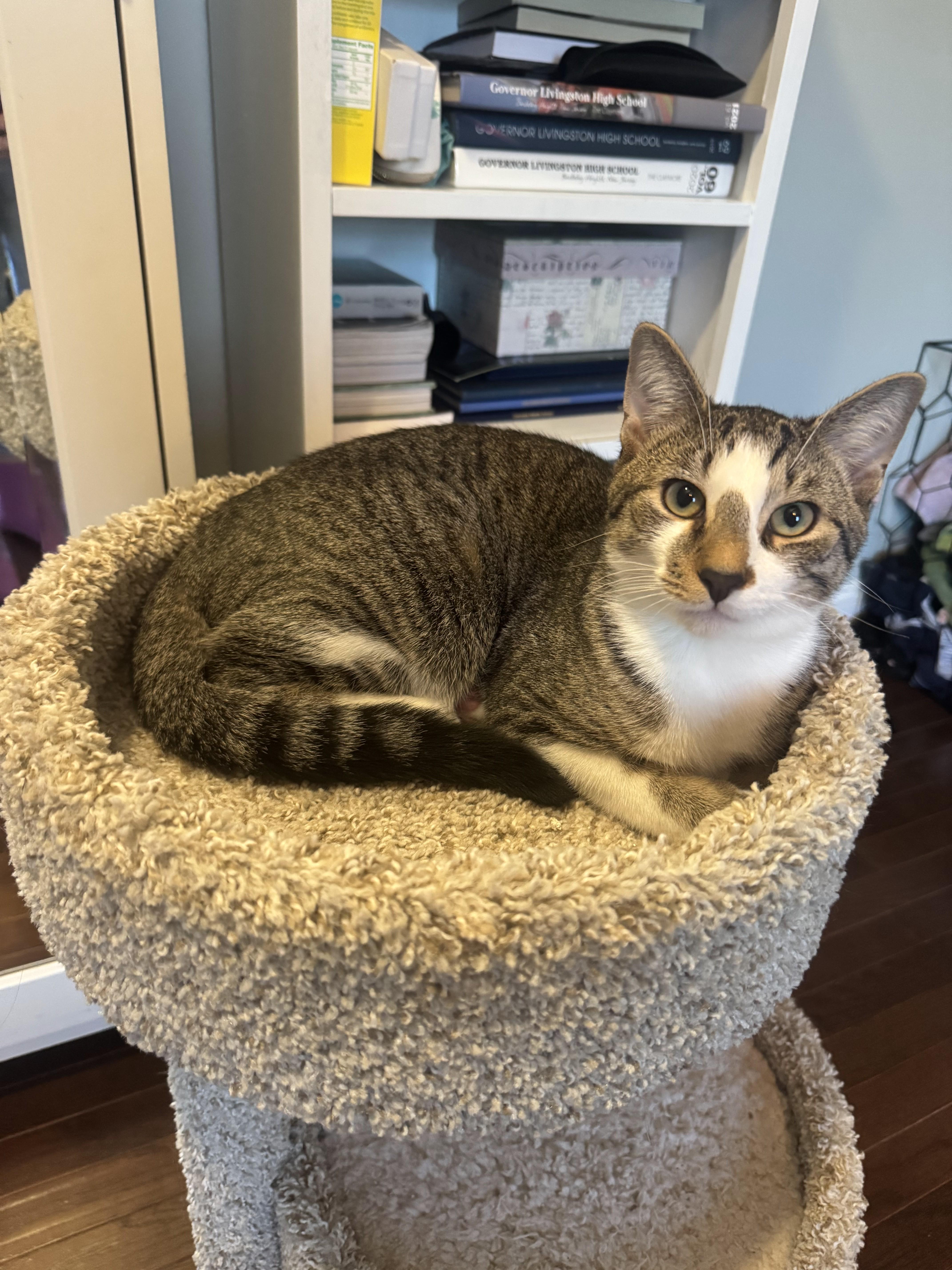 Enlarge Gus & Cozy, a Adoptable Domestic Short Hair in Watchung, NJ image 4/6