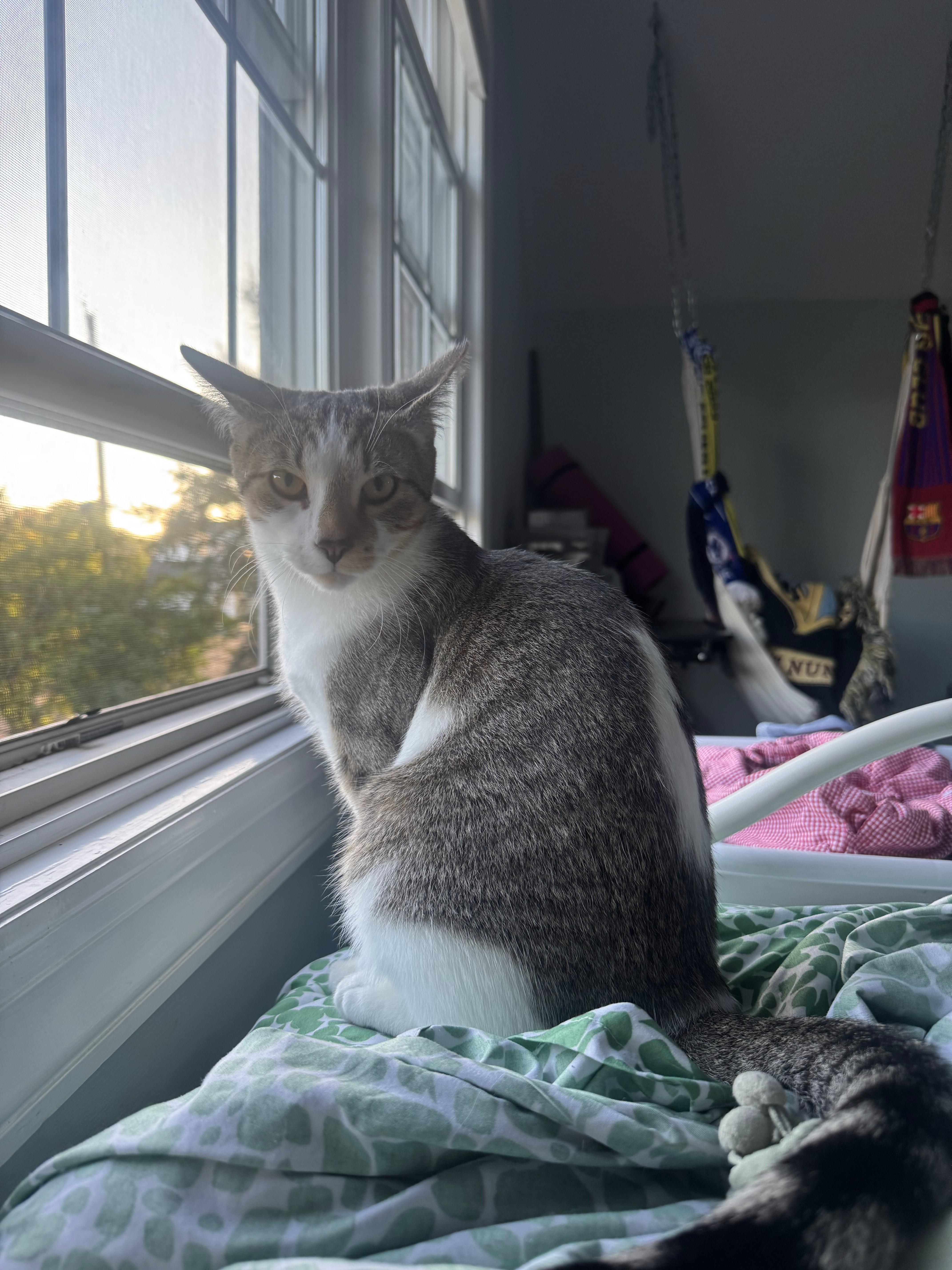 Enlarge Gus & Cozy, a Adoptable Domestic Short Hair in Watchung, NJ image 5/6