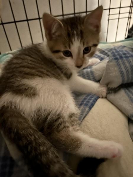 Willow Ave Group - Jean & Gus, Baby Male Domestic Short Hair