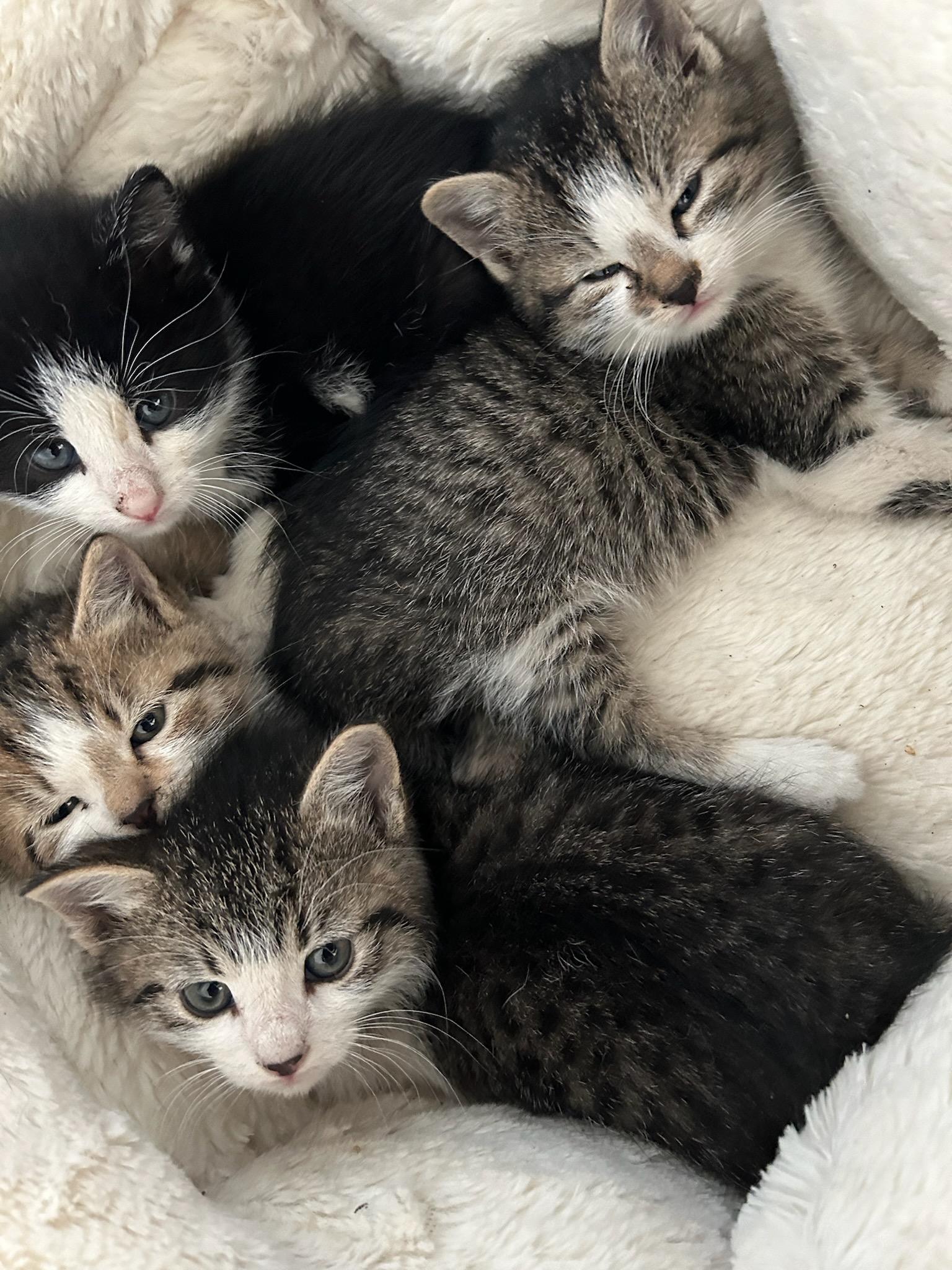 Enlarge Gus & Cozy, a Adoptable Domestic Short Hair in Watchung, NJ image 6/6