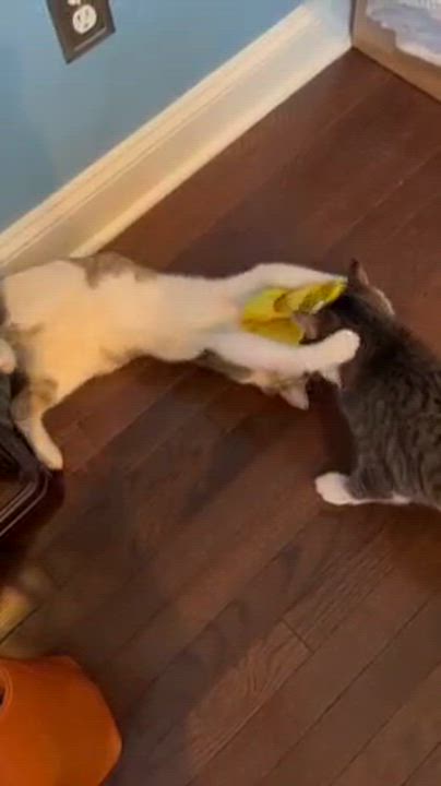 Enlarge Gus & Cozy, a Adoptable Domestic Short Hair in Watchung, NJ video 3/6