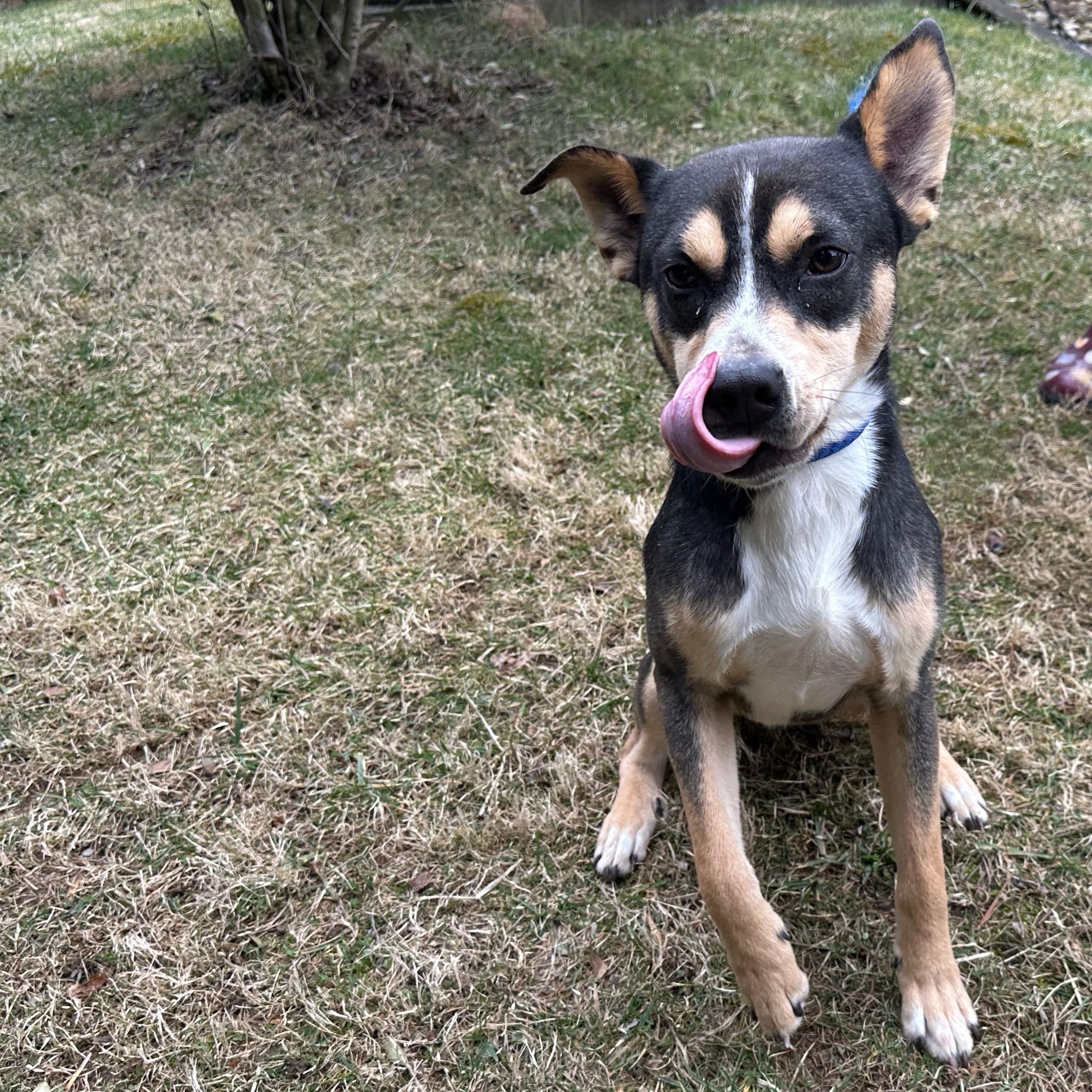 Buddy, an adoptable Feist in Latrobe, PA, 15650 | Photo Image 3