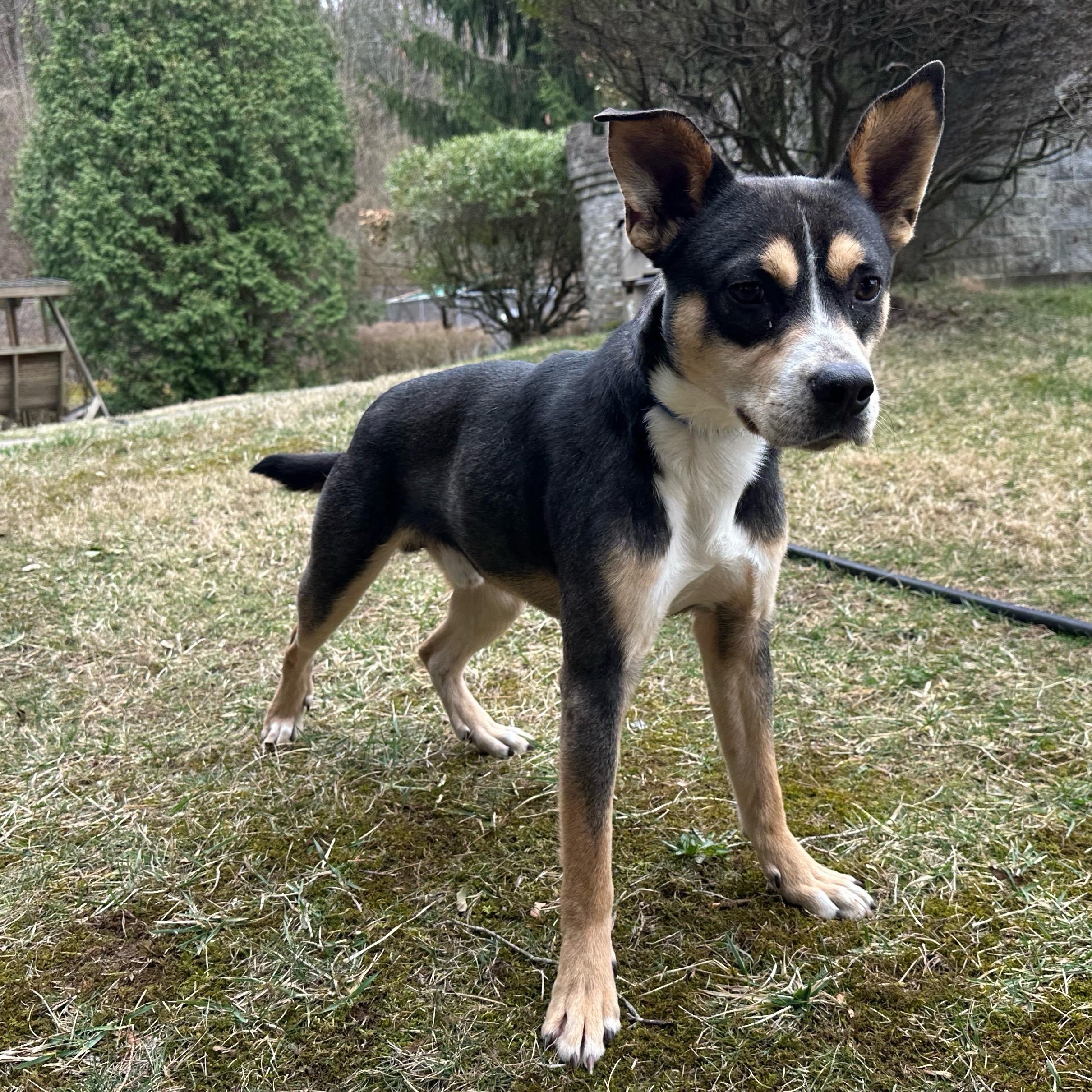 Buddy, an adoptable Feist in Latrobe, PA, 15650 | Photo Image 2