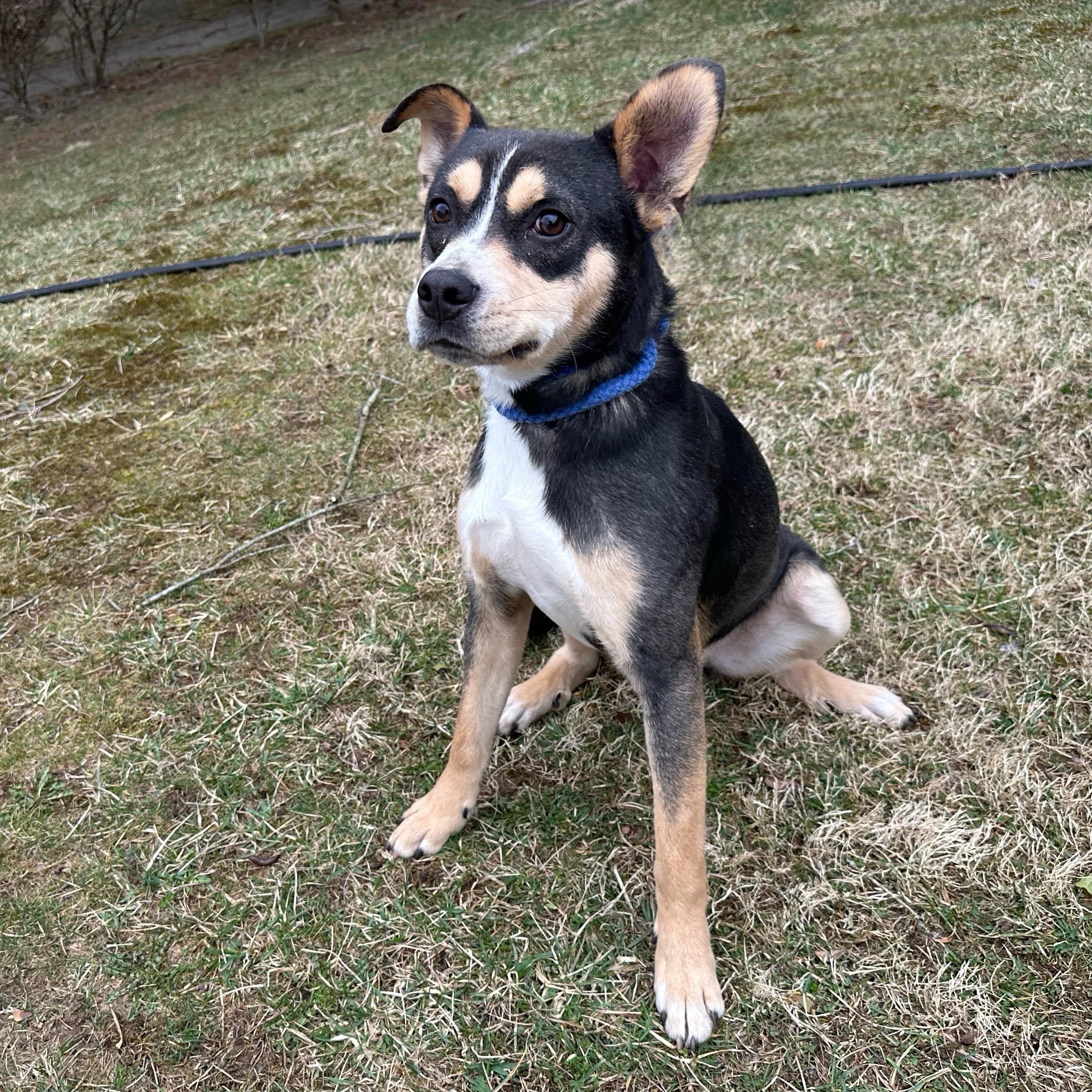 Buddy, an adoptable Feist in Latrobe, PA, 15650 | Photo Image 4