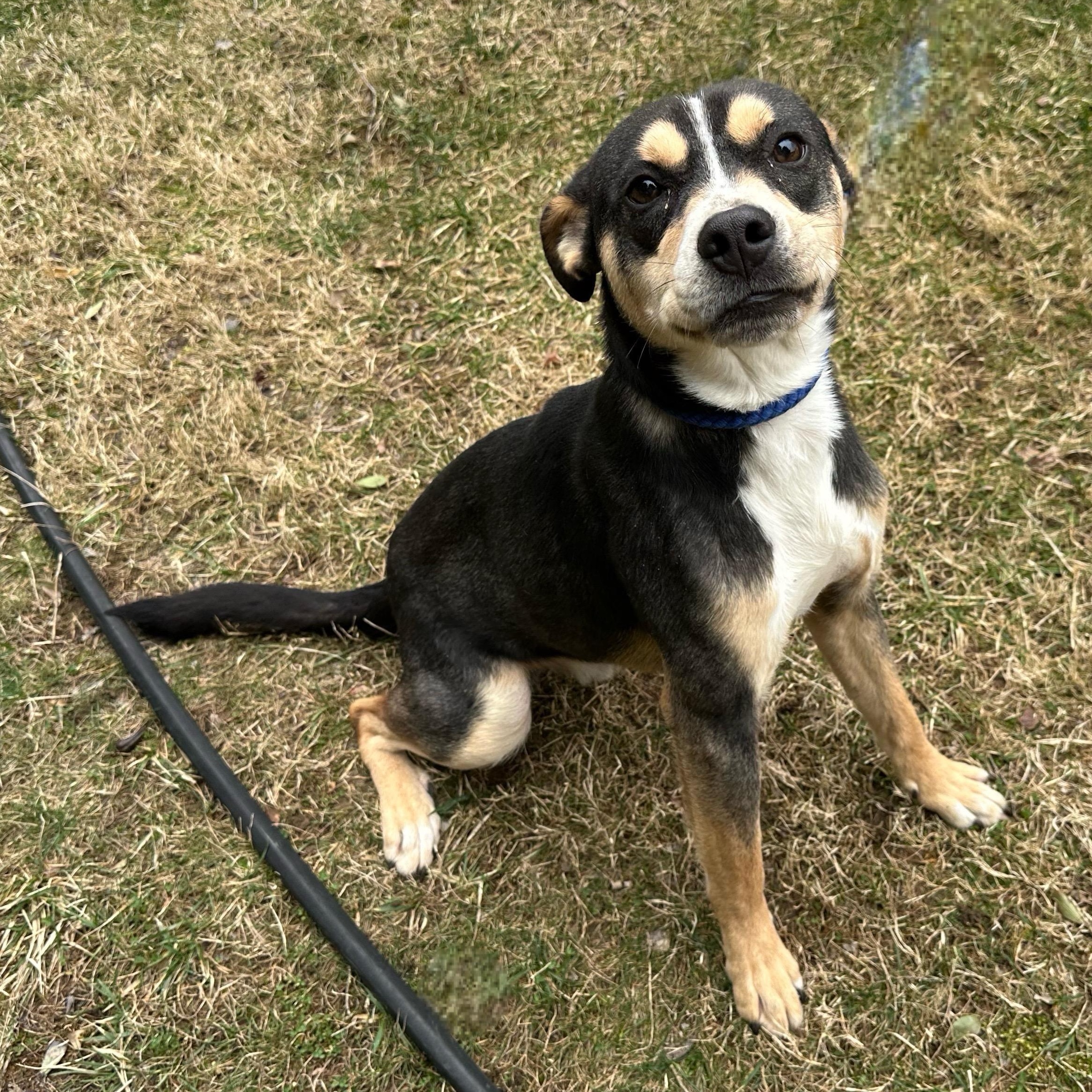 Buddy, an adoptable Feist in Latrobe, PA, 15650 | Photo Image 6