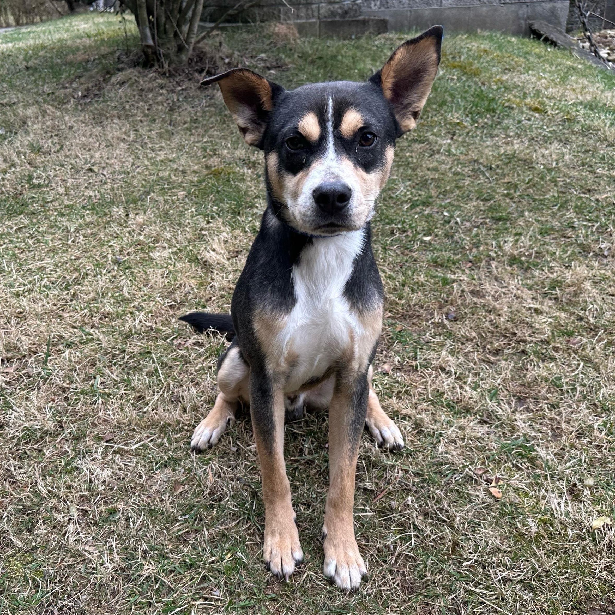 Buddy, an adoptable Feist in Latrobe, PA, 15650 | Photo Image 1
