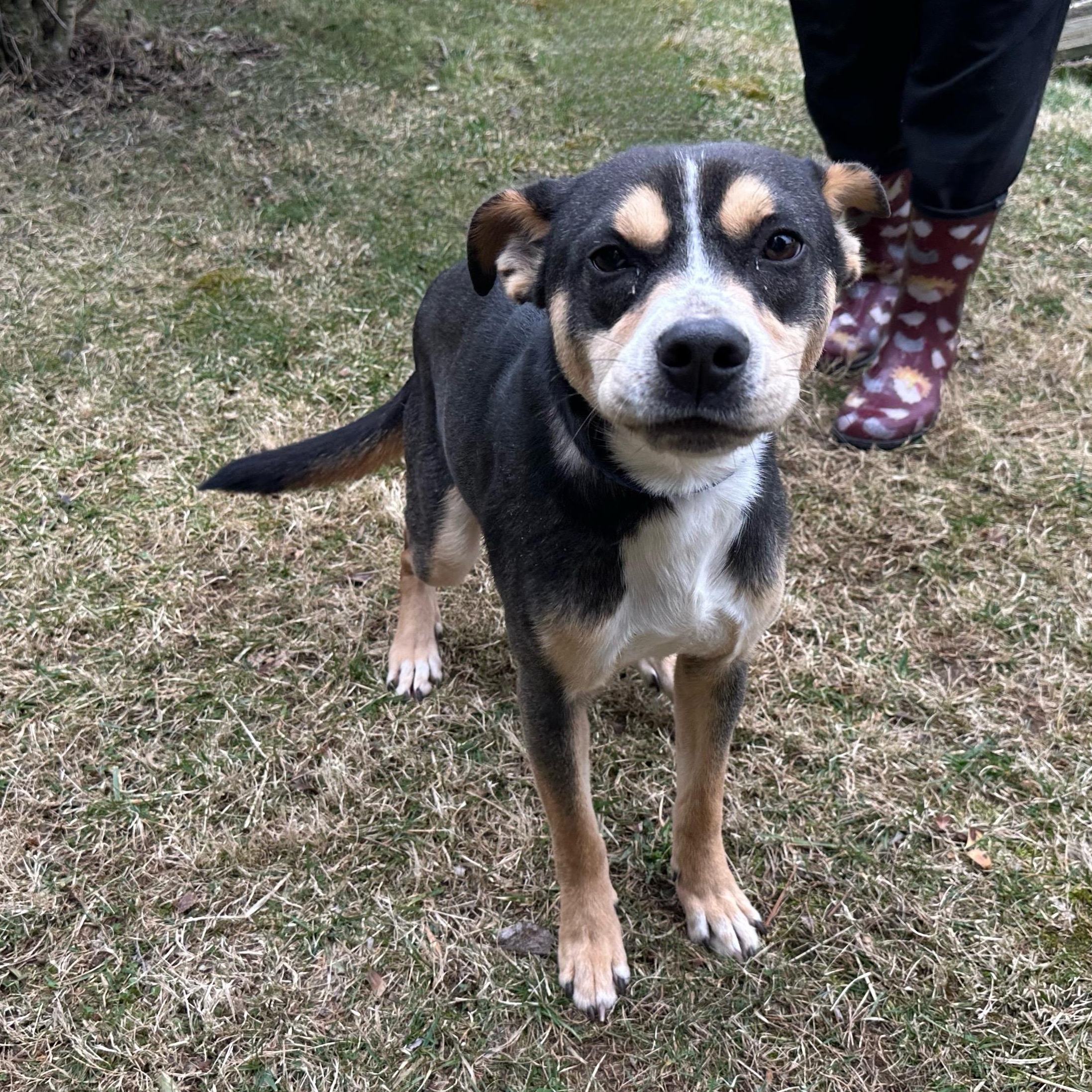 Buddy, an adoptable Feist in Latrobe, PA, 15650 | Photo Image 5