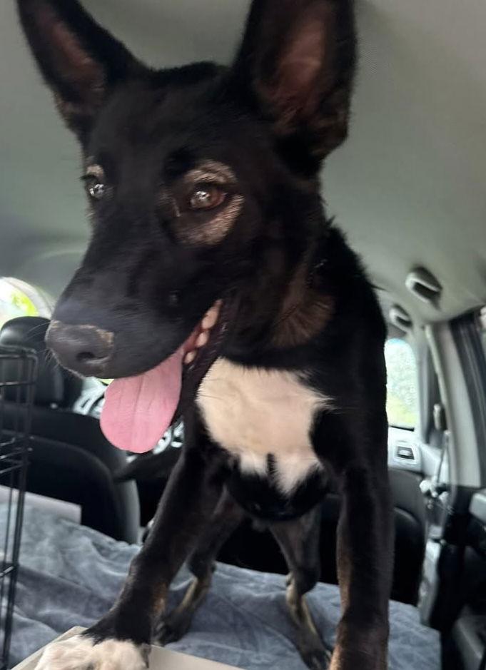 Doyle, Adoptable, Puppy Male German Shepherd Dog.