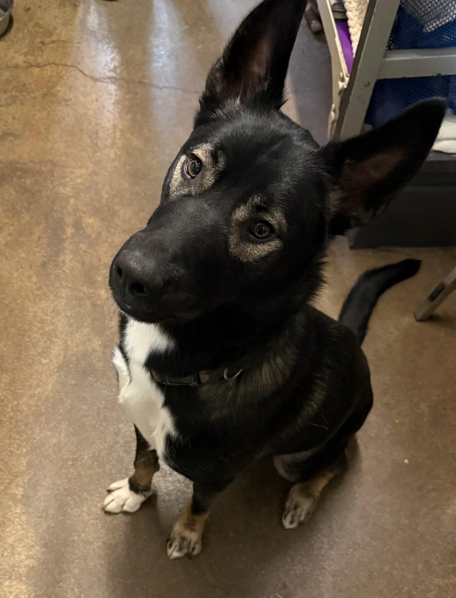 Enlarge Doyle, a Adoptable German Shepherd Dog in Ashville, OH image 3/4