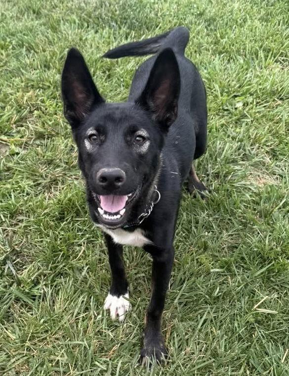 Doyle, a Adoptable German Shepherd Dog in Ashville, OH image 2/3