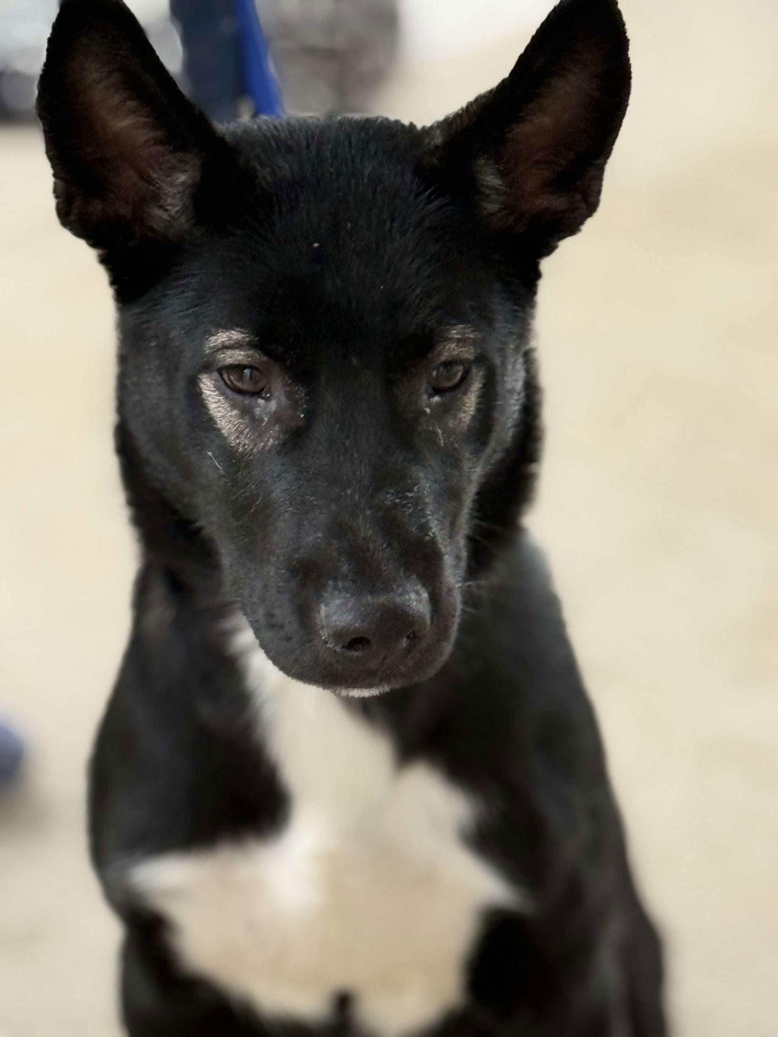 Doyle, a Adoptable German Shepherd Dog in Ashville, OH image 3/3