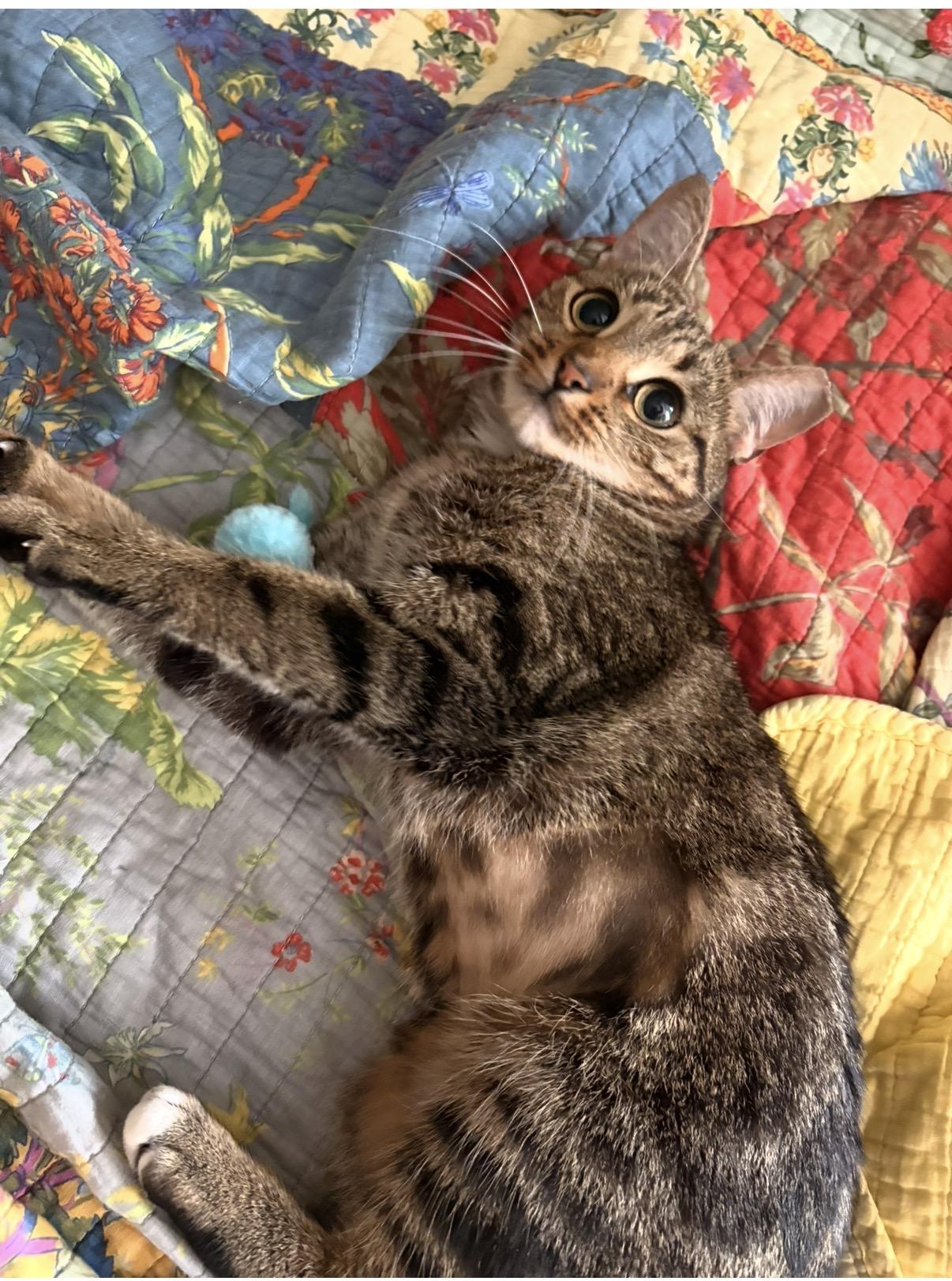 Enlarge Scout, a Adoptable Domestic Short Hair in Philadelphia, PA image 2/4
