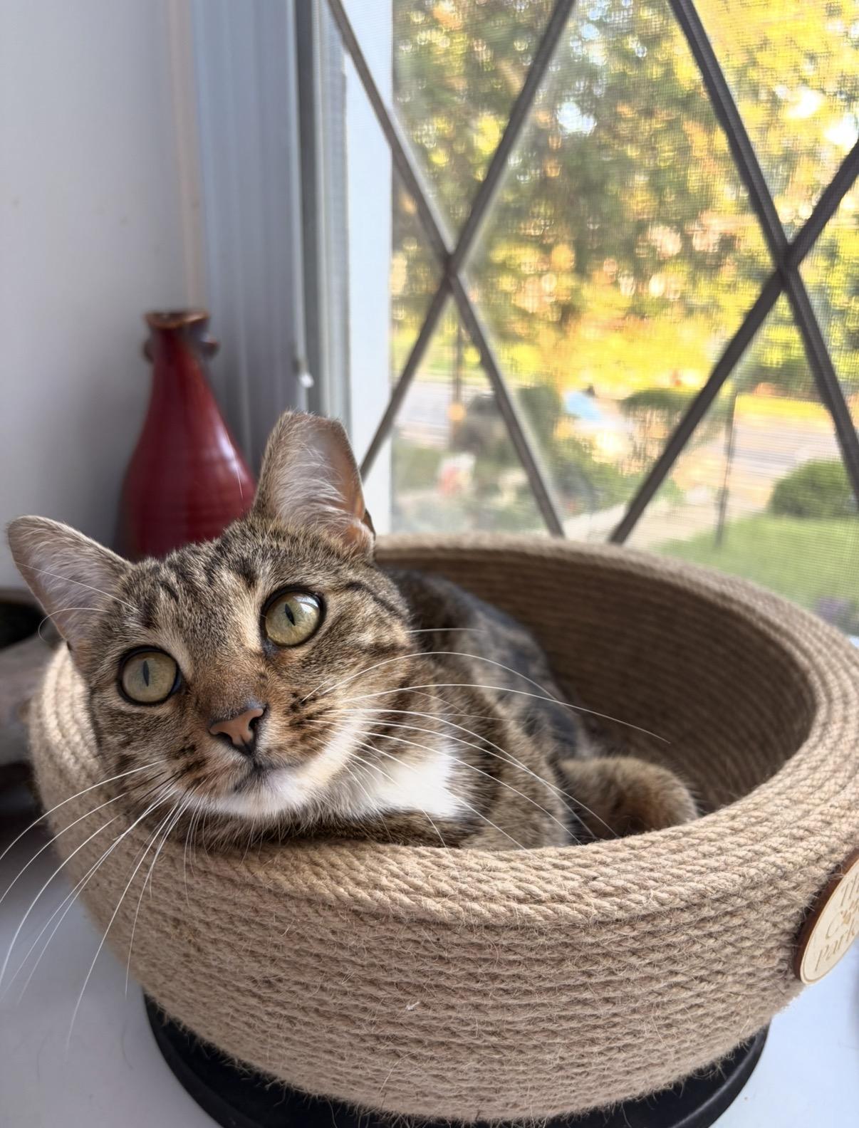 Enlarge Scout, a Adoptable Domestic Short Hair in Philadelphia, PA image 3/4