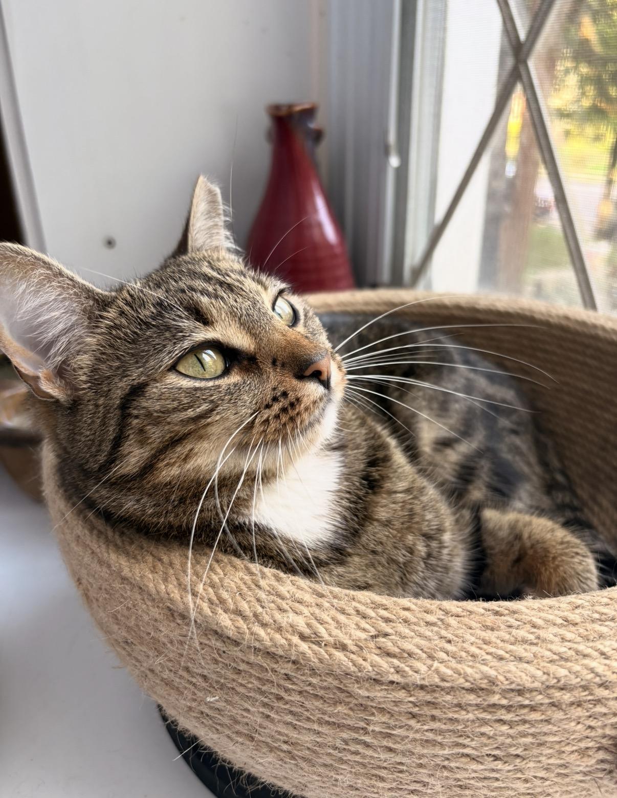 Enlarge Scout, a Adoptable Domestic Short Hair in Philadelphia, PA image 4/4