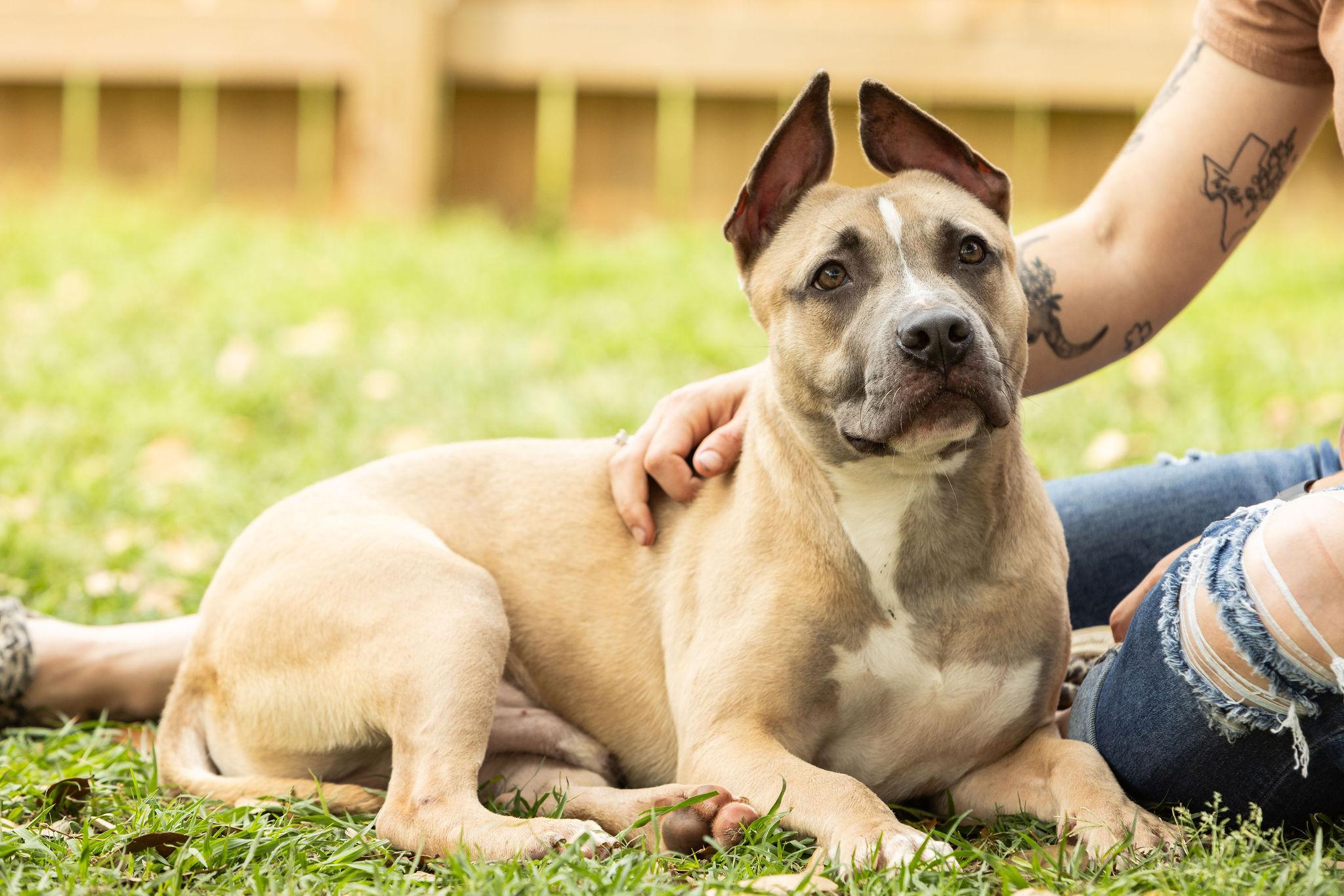 Enlarge Scrappy Doo, a Adoptable mixed breed in Tomball, TX image 2/6