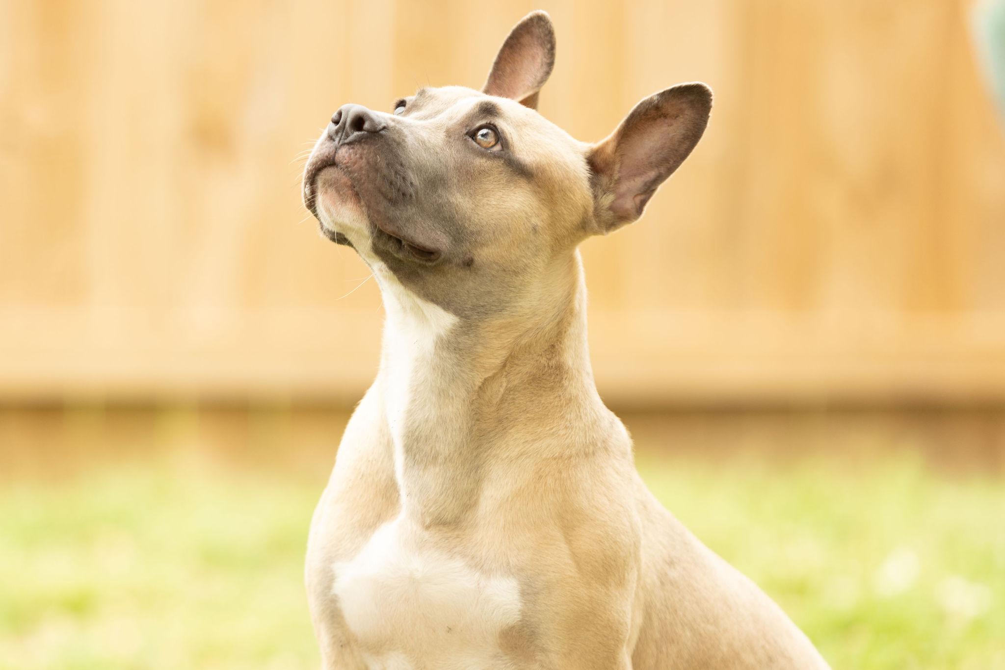 Enlarge Scrappy Doo, a Adoptable mixed breed in Tomball, TX image 3/6