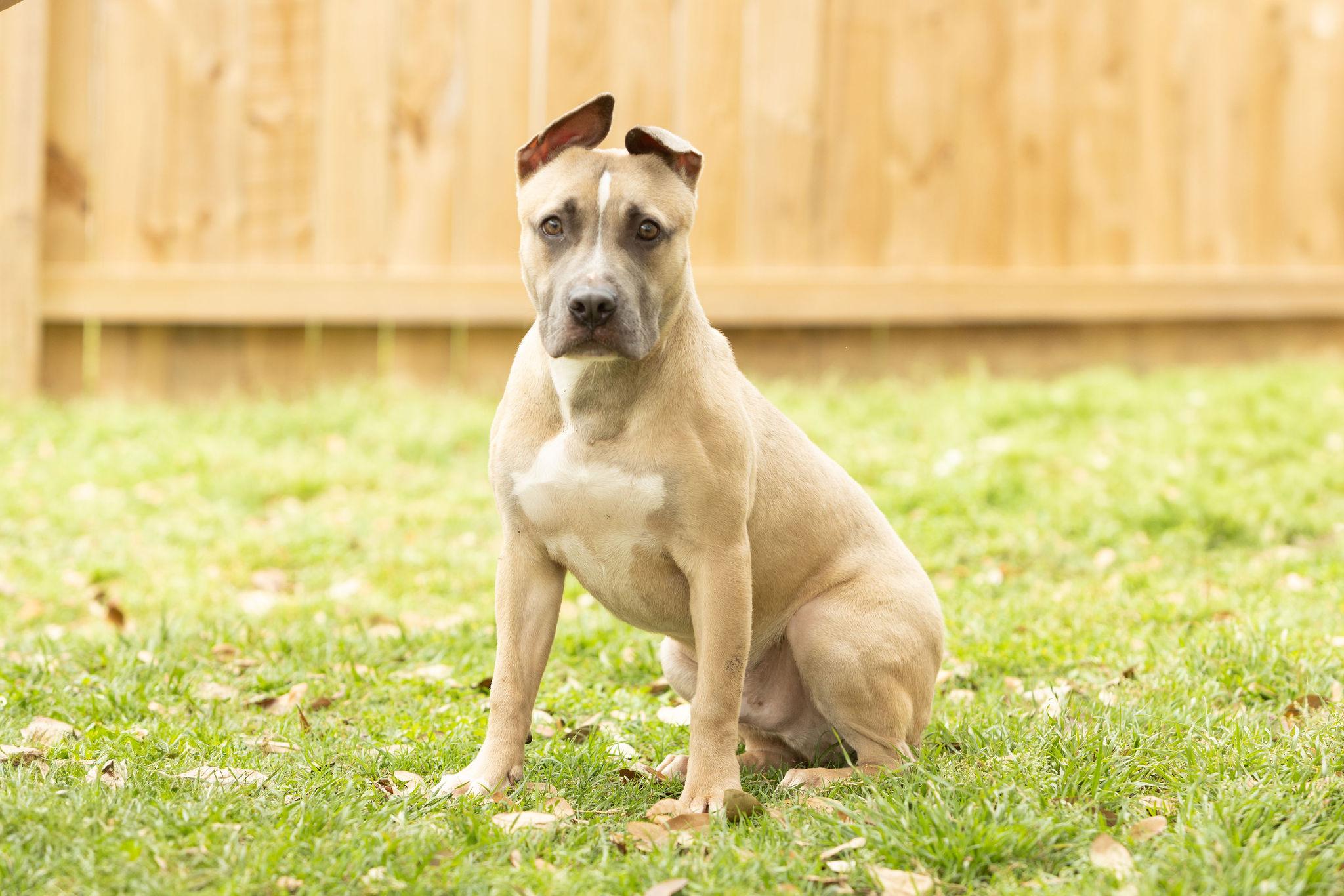 Enlarge Scrappy Doo, a Adoptable mixed breed in Tomball, TX image 5/6
