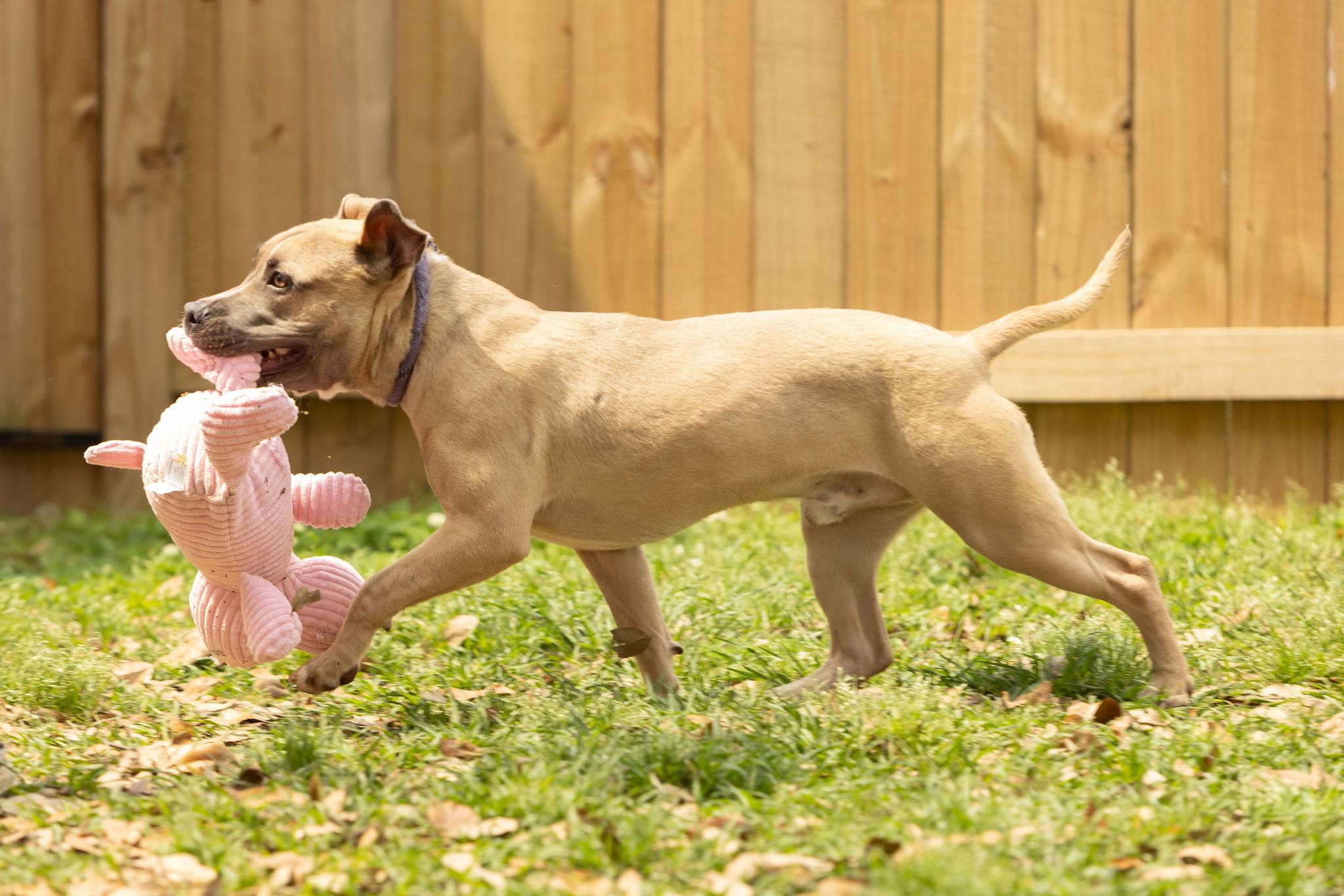 Enlarge Scrappy Doo, a Adoptable mixed breed in Tomball, TX image 6/6
