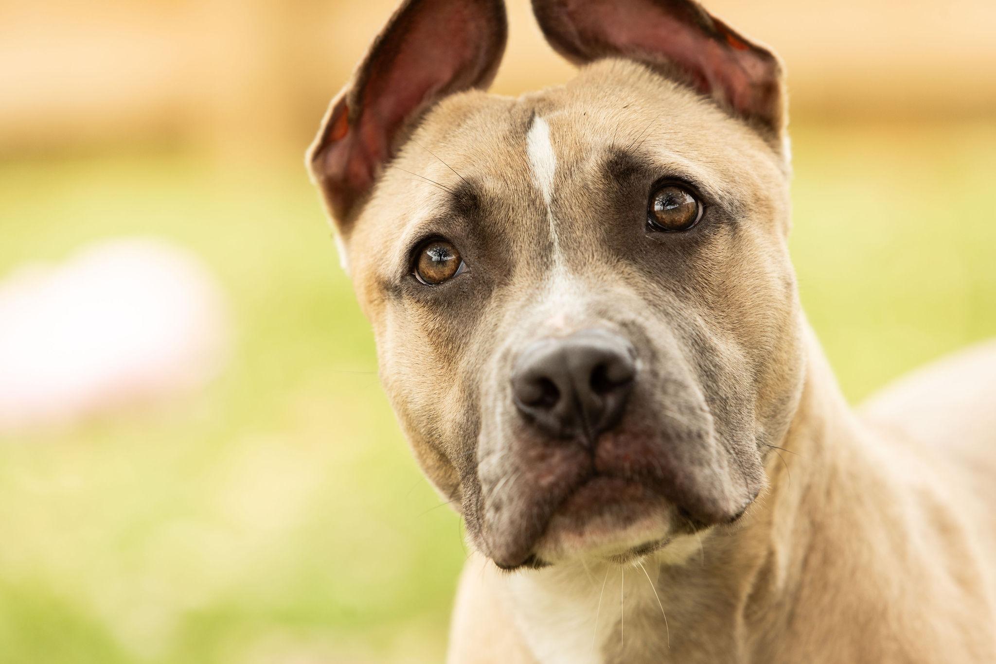 Enlarge Scrappy Doo, a Adoptable mixed breed in Tomball, TX image 4/6