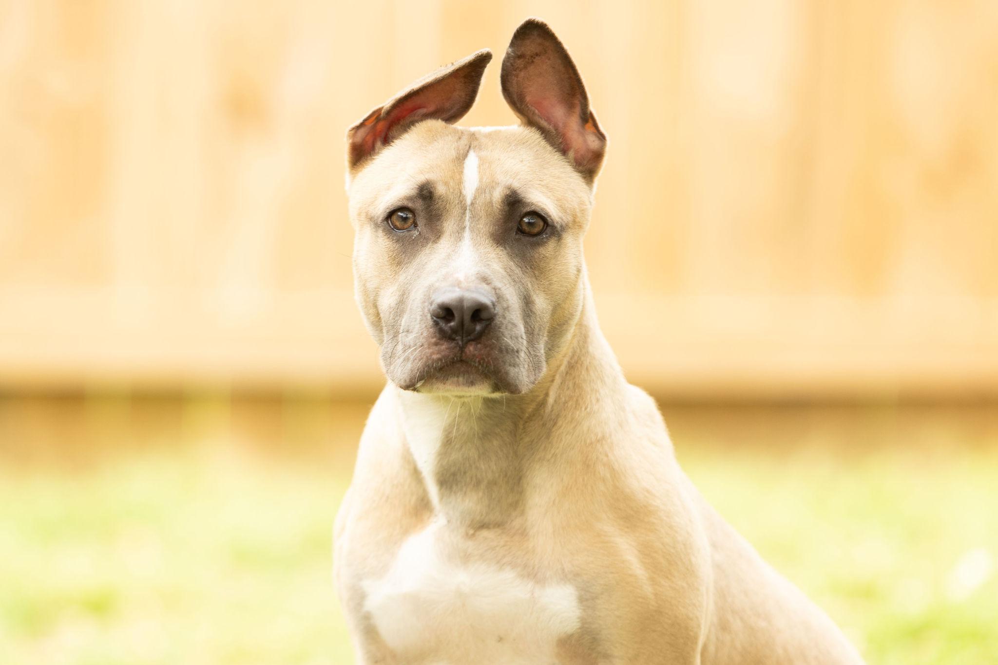 Scrappy Doo, Adoptable, Young Male American Staffordshire Terrier.