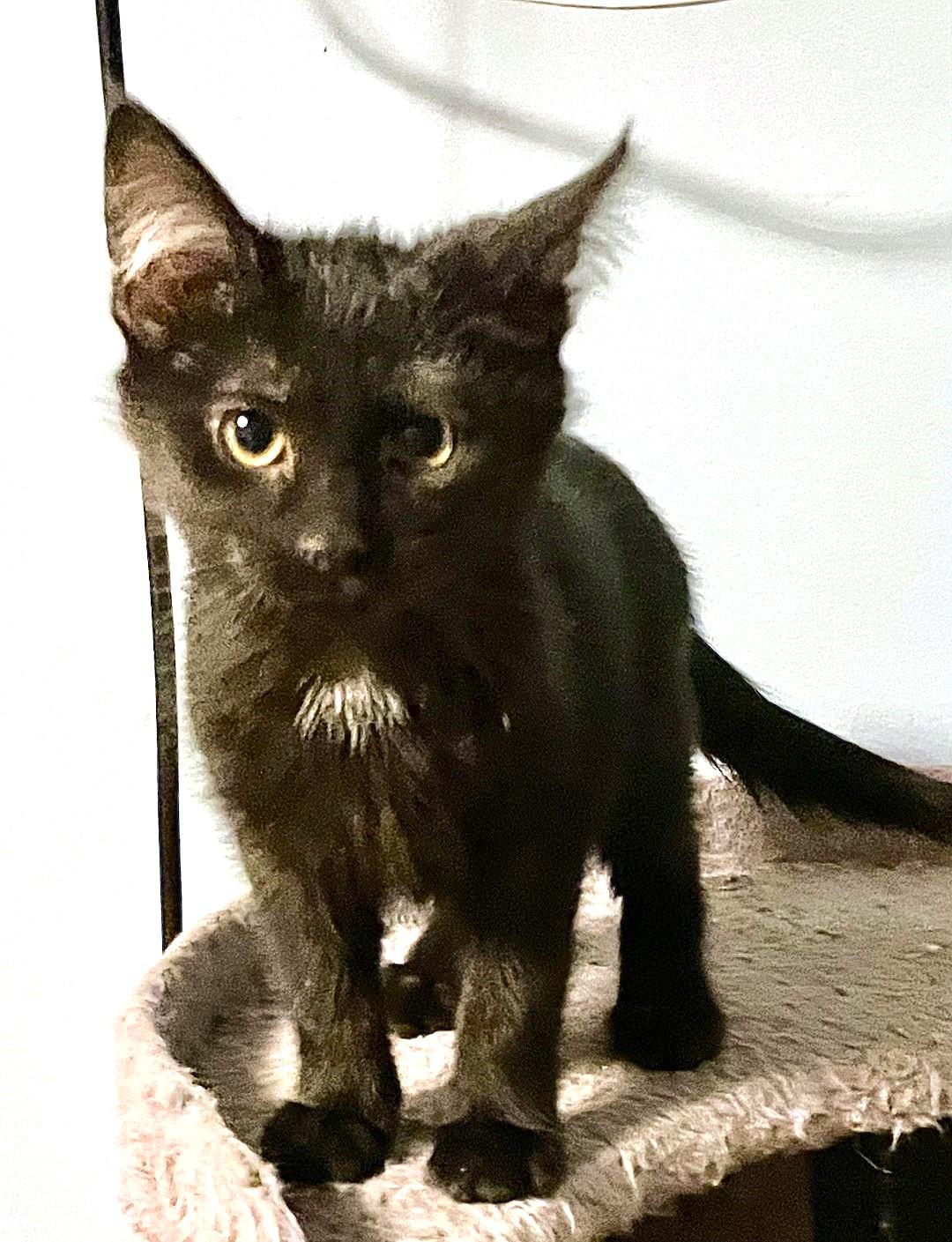 Linette, ADOPTABLE, Kitten Female Domestic Short Hair & Domestic Medium Hair.