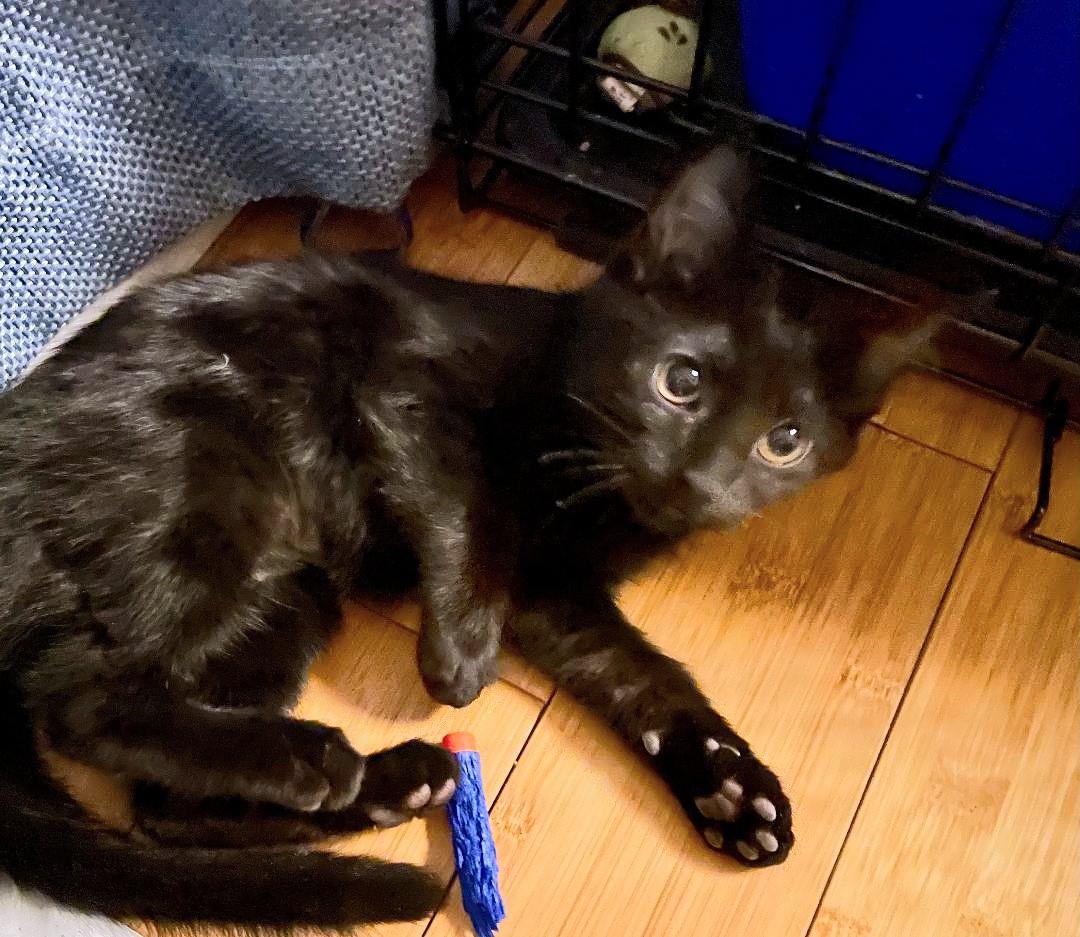 Enlarge Linette, a ADOPTABLE mixed breed in Bloomingdale, IL image 3/5