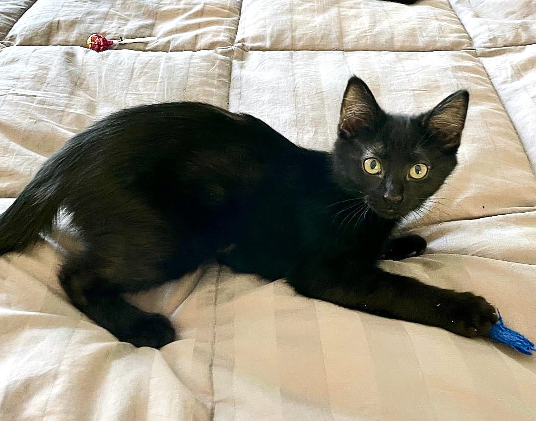 Enlarge Linette, a ADOPTABLE mixed breed in Bloomingdale, IL image 2/5