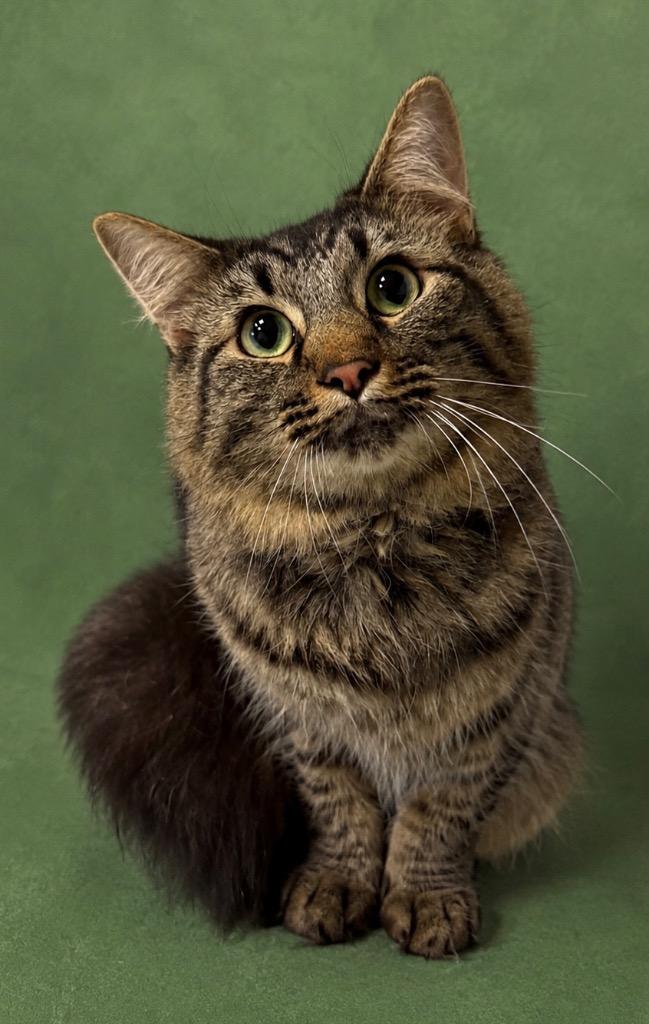 Manx, Adoptable, Adult Male Domestic Short Hair.