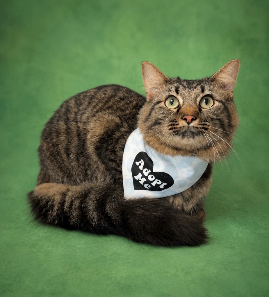 Manx, a Adoptable mixed breed in Columbia, TN image 2/2