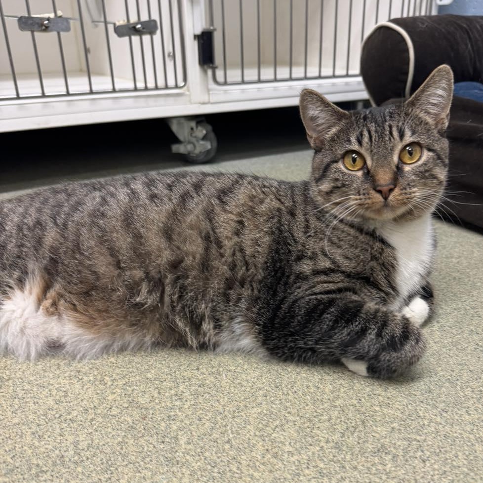 Tabbytha, an adoption pending Domestic Short Hair in Bloomfield, NJ image 5/6