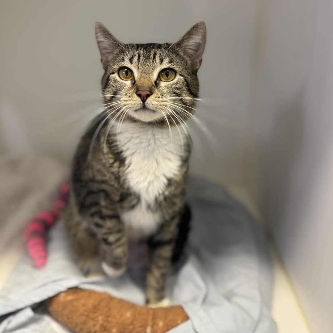 Tabbytha, an adoption pending Domestic Short Hair in Bloomfield, NJ image 6/6