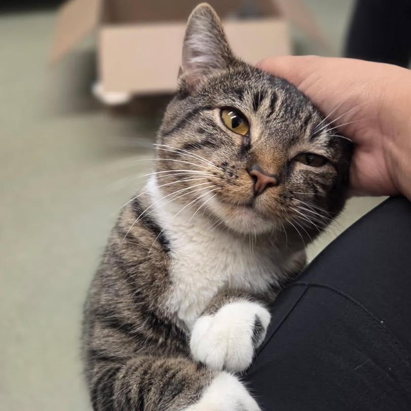 Tabbytha, an adoption pending Domestic Short Hair in Bloomfield, NJ image 1/6