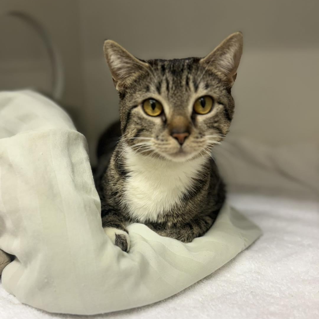 Tabbytha, an adoption pending Domestic Short Hair in Bloomfield, NJ image 3/6