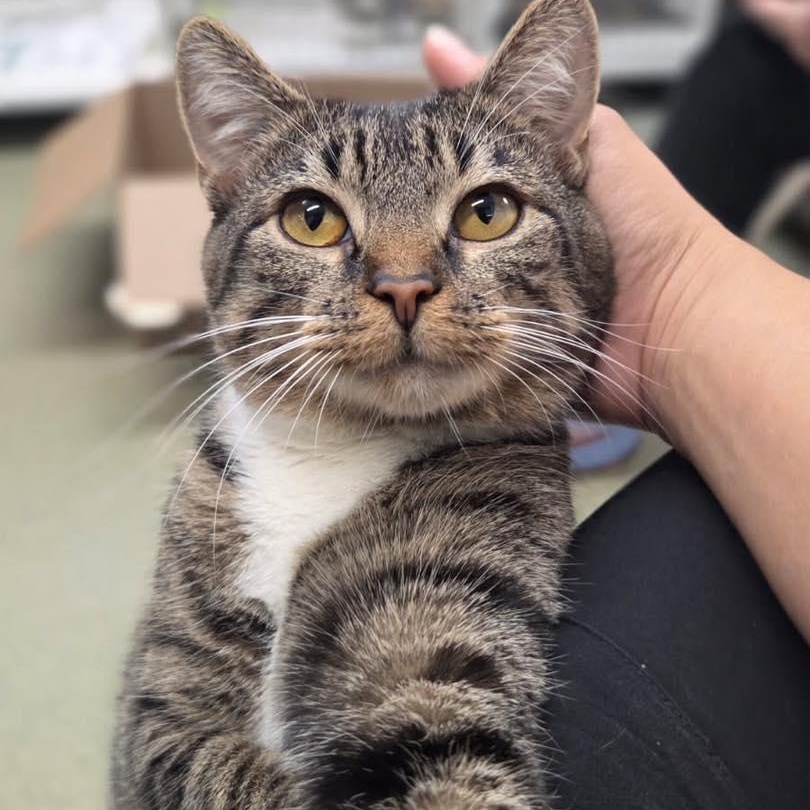 Tabbytha, an adoption pending Domestic Short Hair in Bloomfield, NJ image 2/6