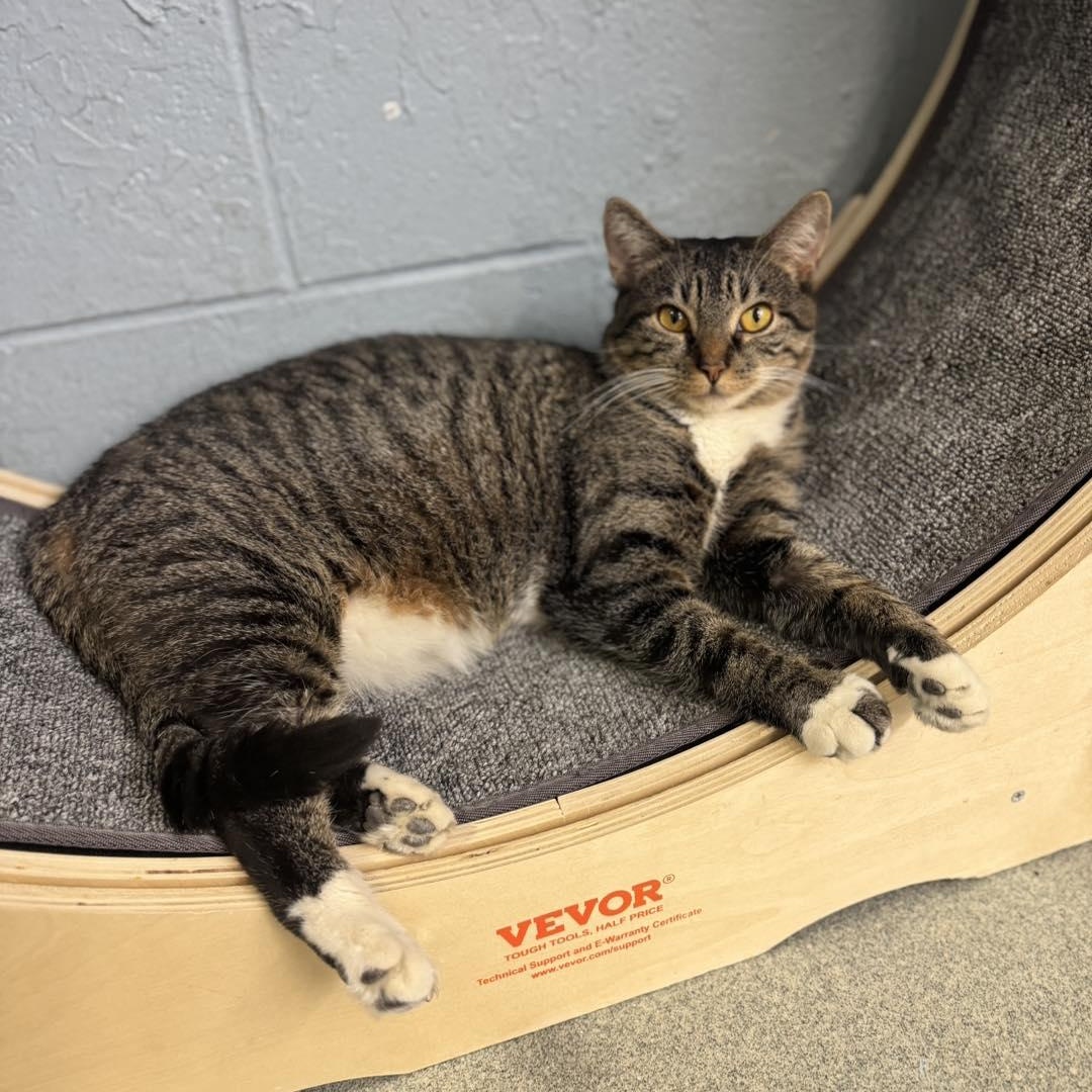 Tabbytha, an adoption pending Domestic Short Hair in Bloomfield, NJ image 4/6