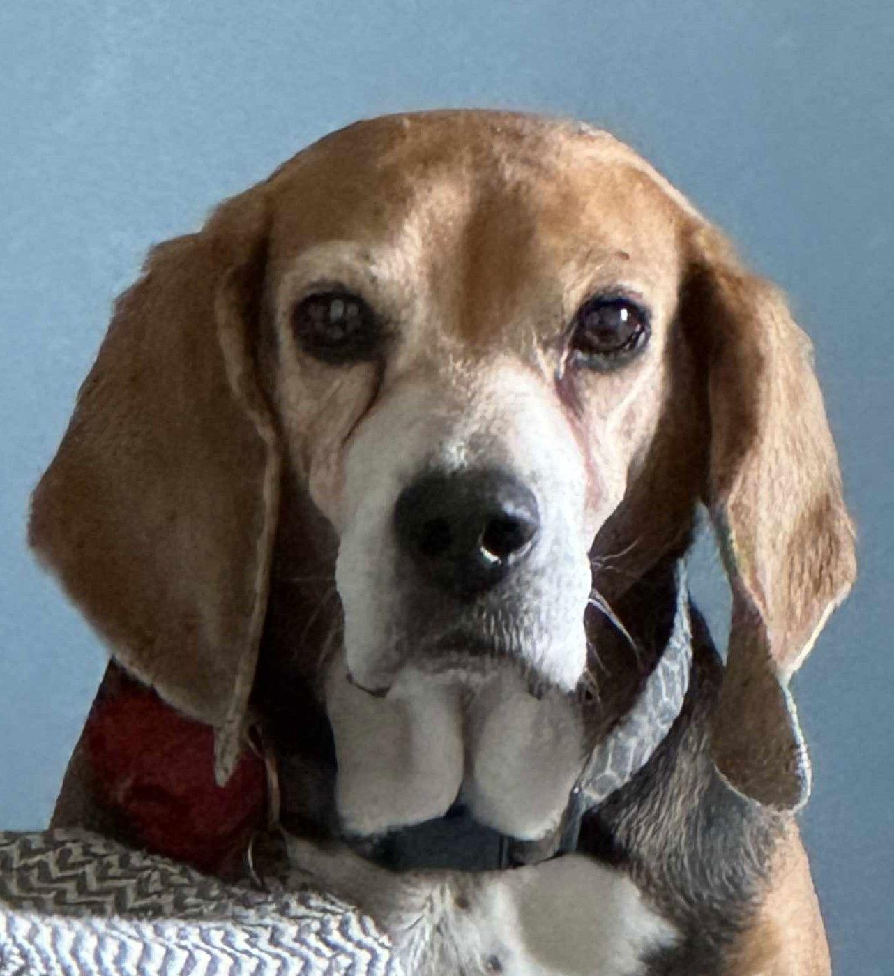 Sudie *Adoption Pending*, a Adopted Beagle in Fairfax, VA image 1/3