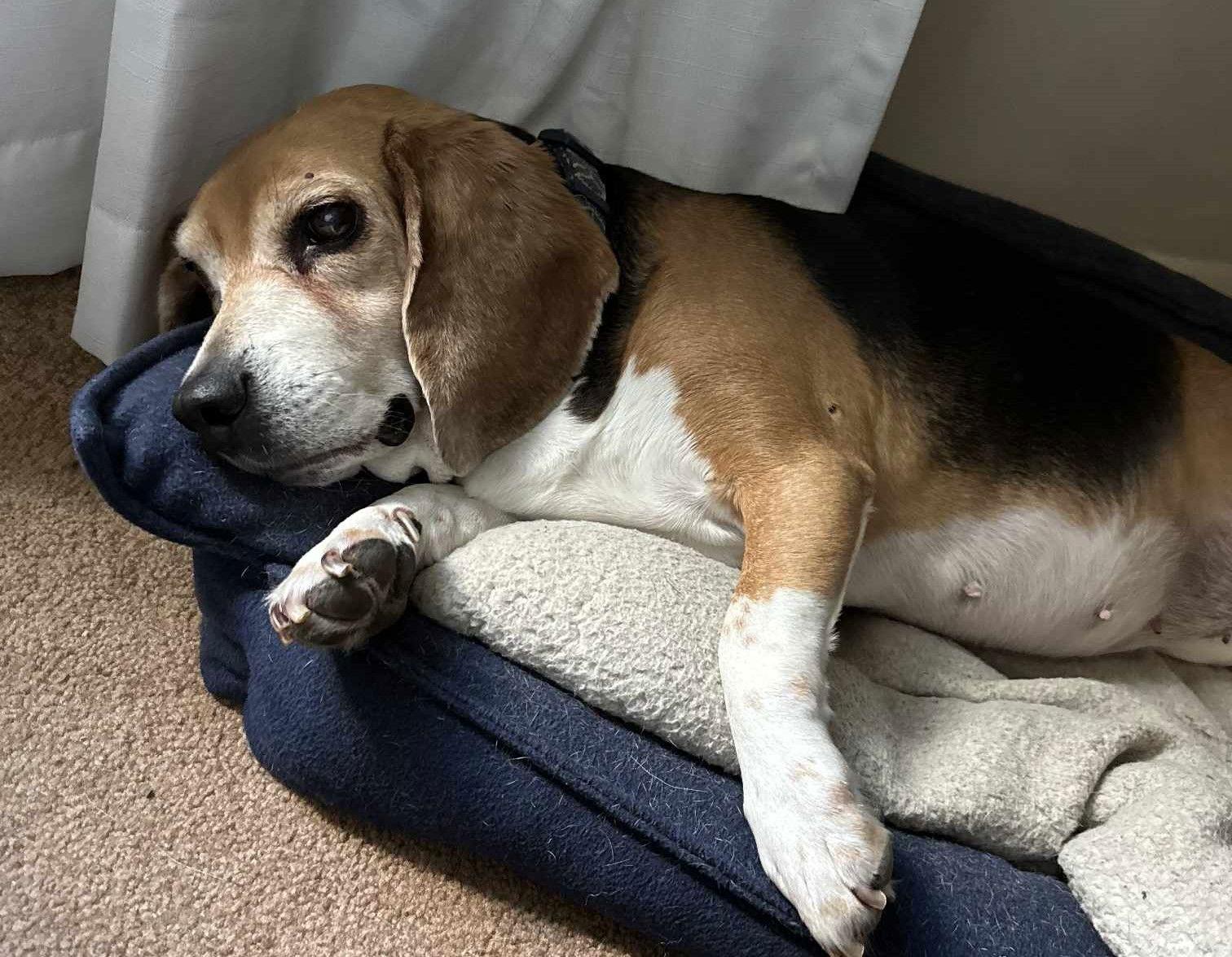 Sudie *Adoption Pending*, a Adopted Beagle in Fairfax, VA image 2/3