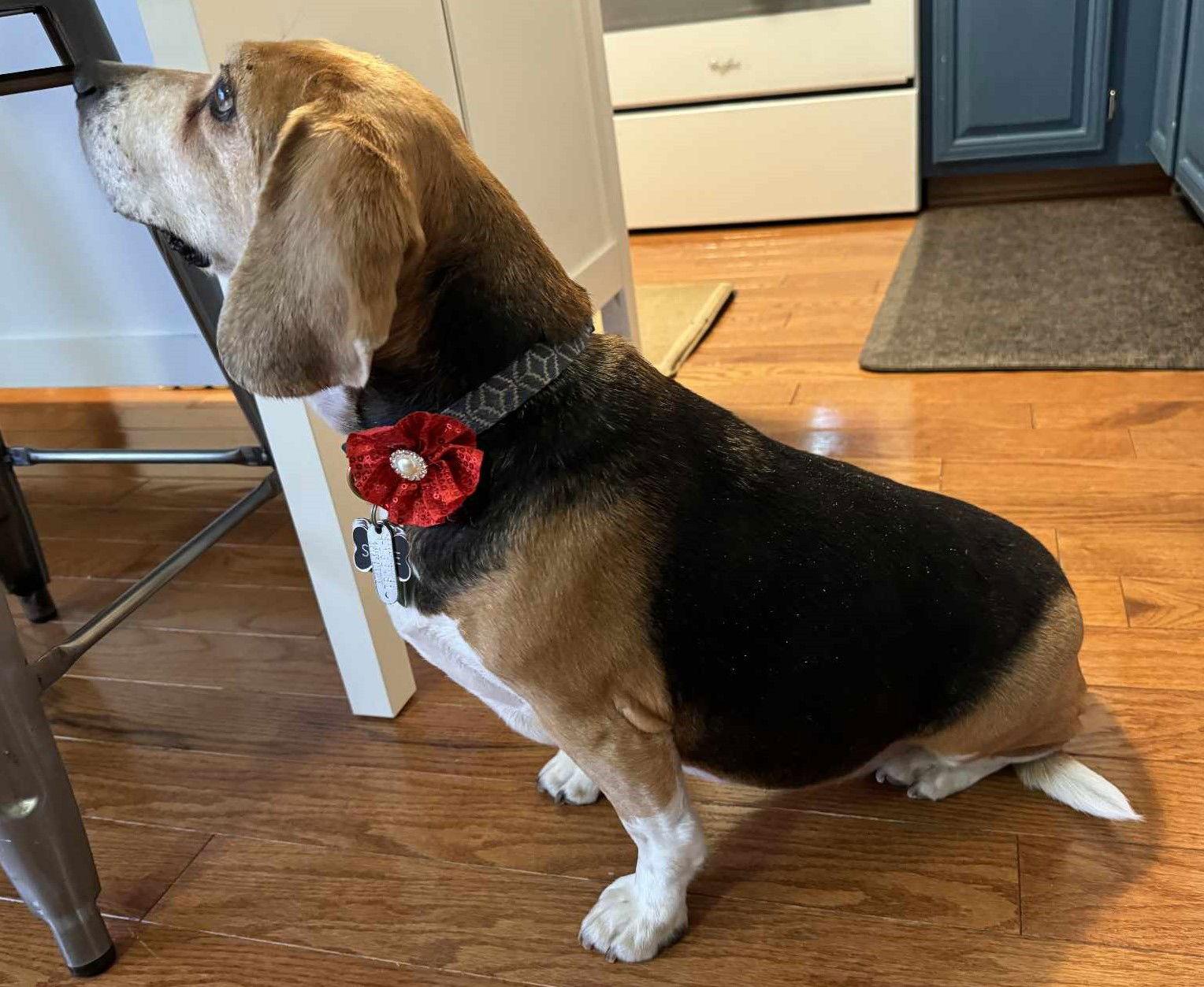 Sudie *Adoption Pending*, a Adopted Beagle in Fairfax, VA image 3/3