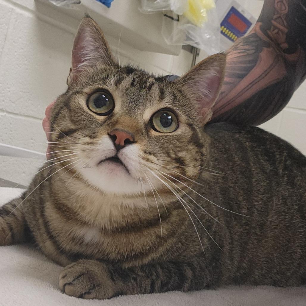 Enlarge Dakota, a Adoptable Domestic Short Hair in Murray, UT image 1/1