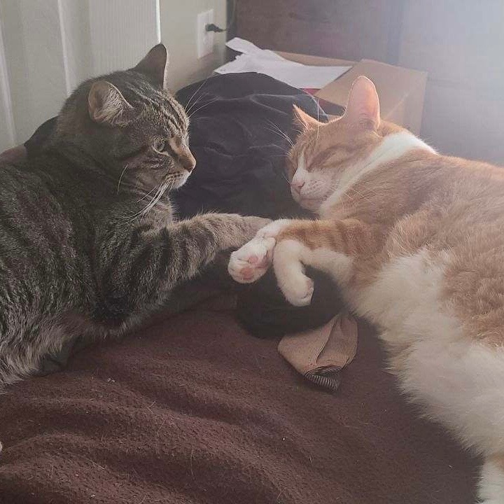 Dynamic Duo! Blue Jay and Pops!, an adoptable Tabby in San Diego, CA, 92104 | Photo Image 3