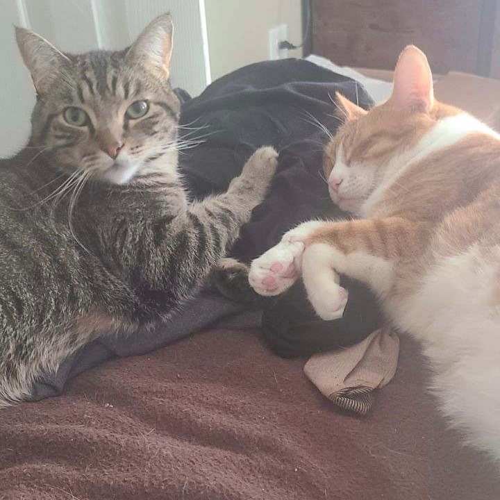Dynamic Duo! Blue Jay and Pops!, an adoptable Tabby in San Diego, CA, 92104 | Photo Image 4