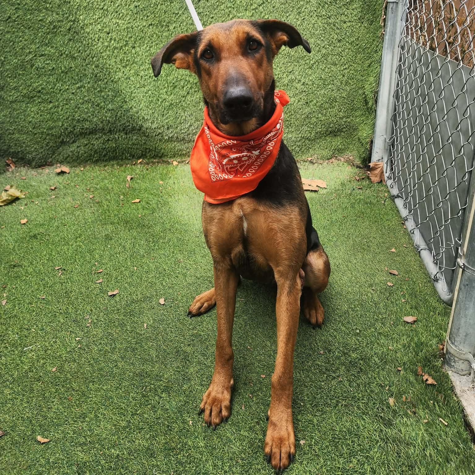 Star — thumbnail 5