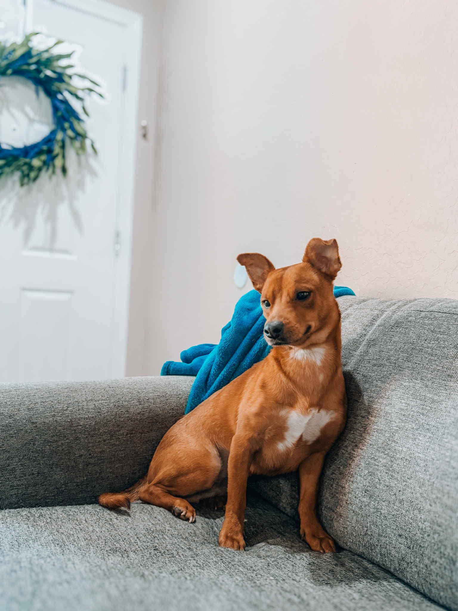 SixSeven, Adoptable, Young Male Chiweenie & Corgi.