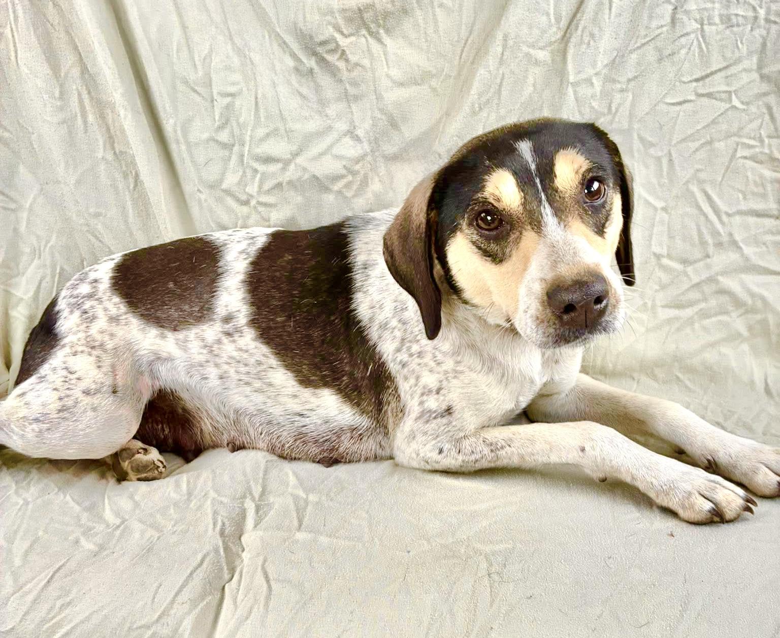 Mamacita, adopted, Young Female Beagle & Pointer.
