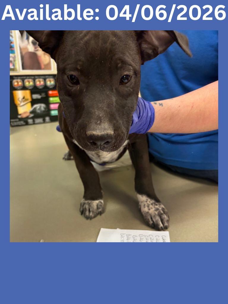 Enlarge Dog Kennel #21, a Adoptable mixed breed in Greenville, TX image 1/1
