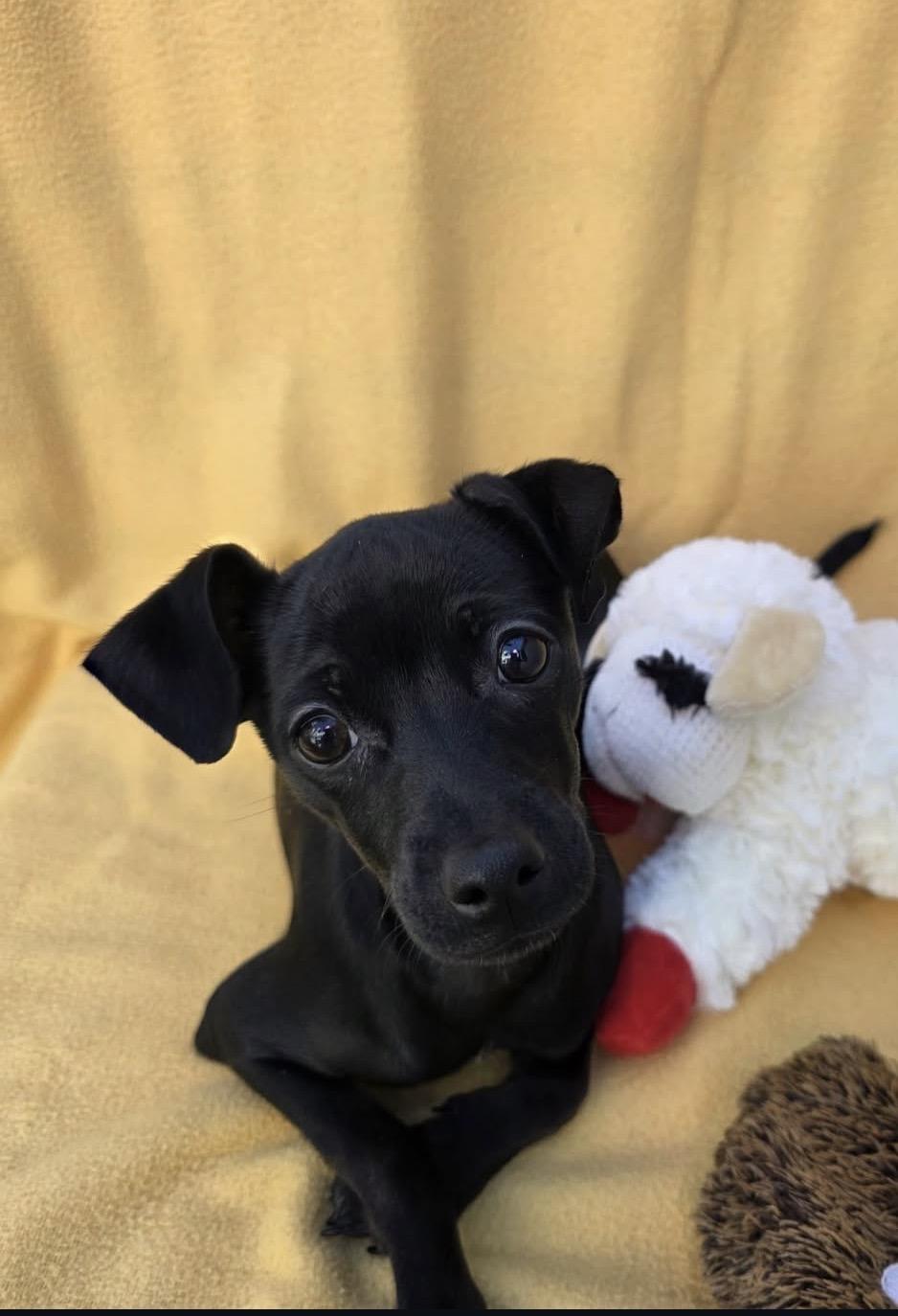 Enlarge Bobbi, a ADOPTABLE mixed breed in Pasadena, CA image 1/4