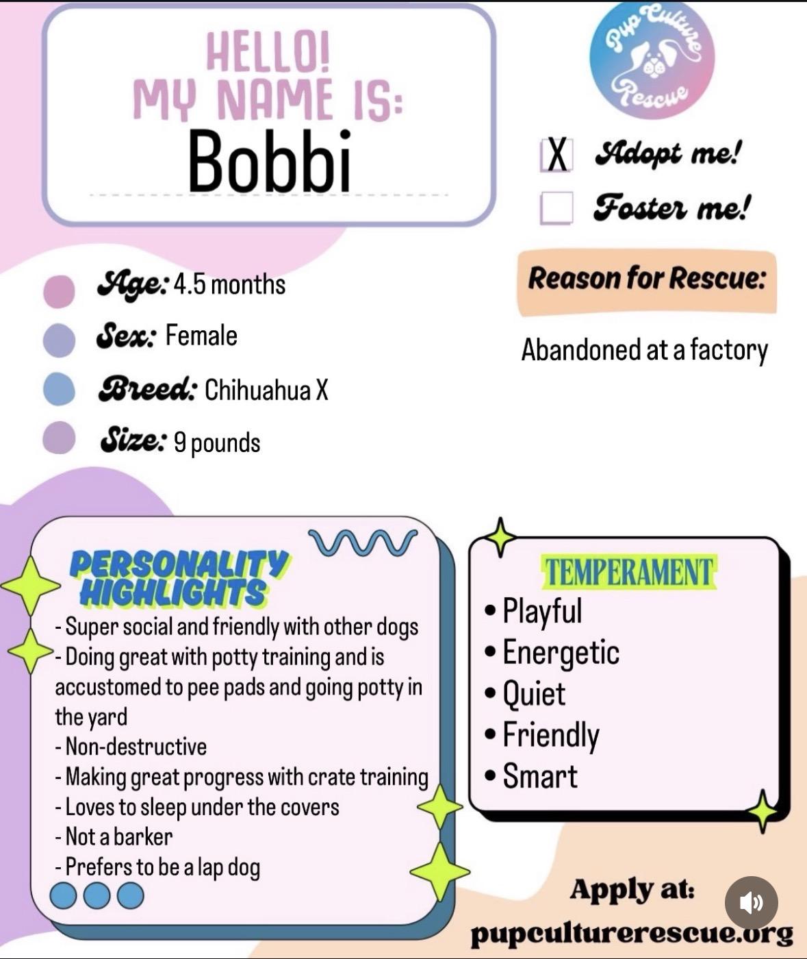 Enlarge Bobbi, a ADOPTABLE mixed breed in Pasadena, CA image 2/4