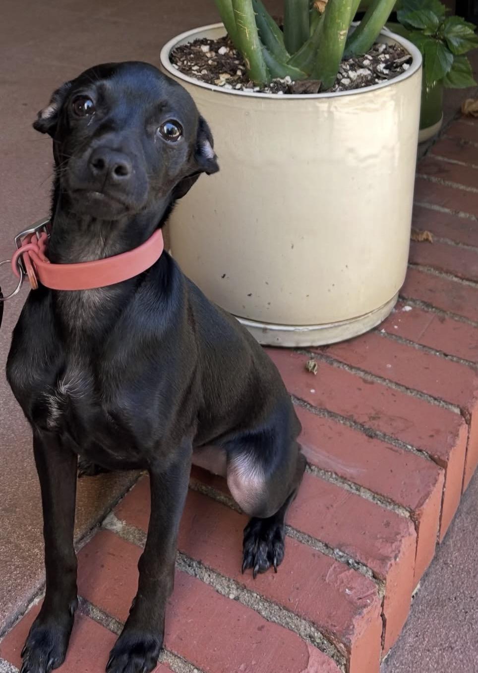 Enlarge Bobbi, a ADOPTABLE mixed breed in Pasadena, CA image 3/4